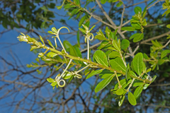 Hugonia mystax